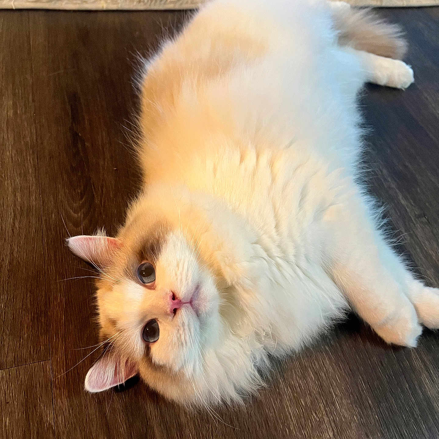 Kairo joined the competition — help win amazing prizes! cat, fluffy, cream_colored, pink_nose, wooden_floor, indoor, pet_bowl, rug, relaxed, cute, feline, whiskers, ears, eyes, home, animal, laying_down, fur, domestic_cat, cozy