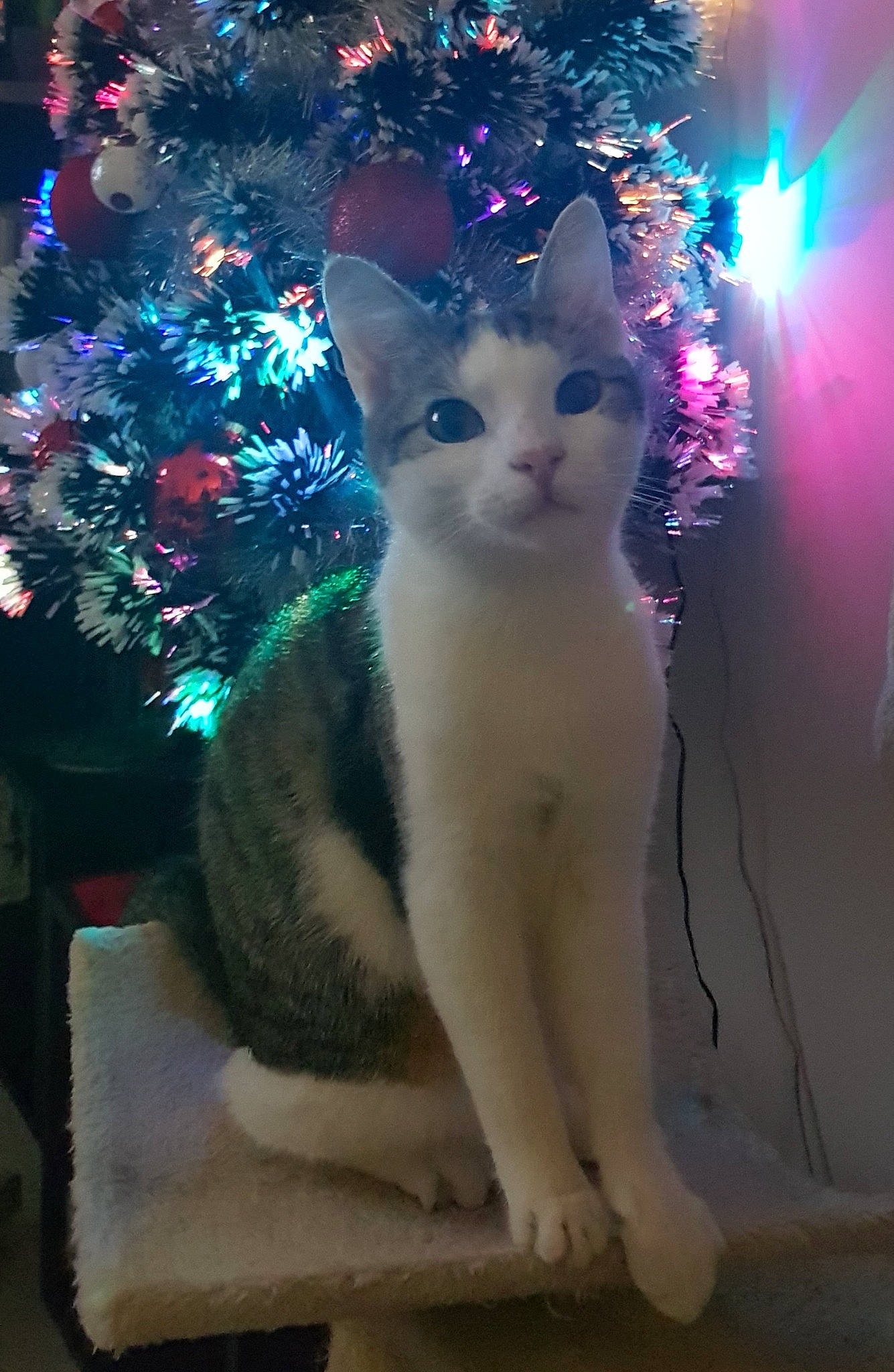 Riky a rejoint le concours — aidez-le/la à gagner de superbes lots ! carnivore, cat, christmas, christmas_decoration, christmas_eve, christmas_lights, christmas_ornament, christmas_tree, domestic_short_haired_cat, felidae, fur, holiday, interior_design, organism, ornament, small_to_medium_sized_cats, snout, tail, vertebrate, whiskers