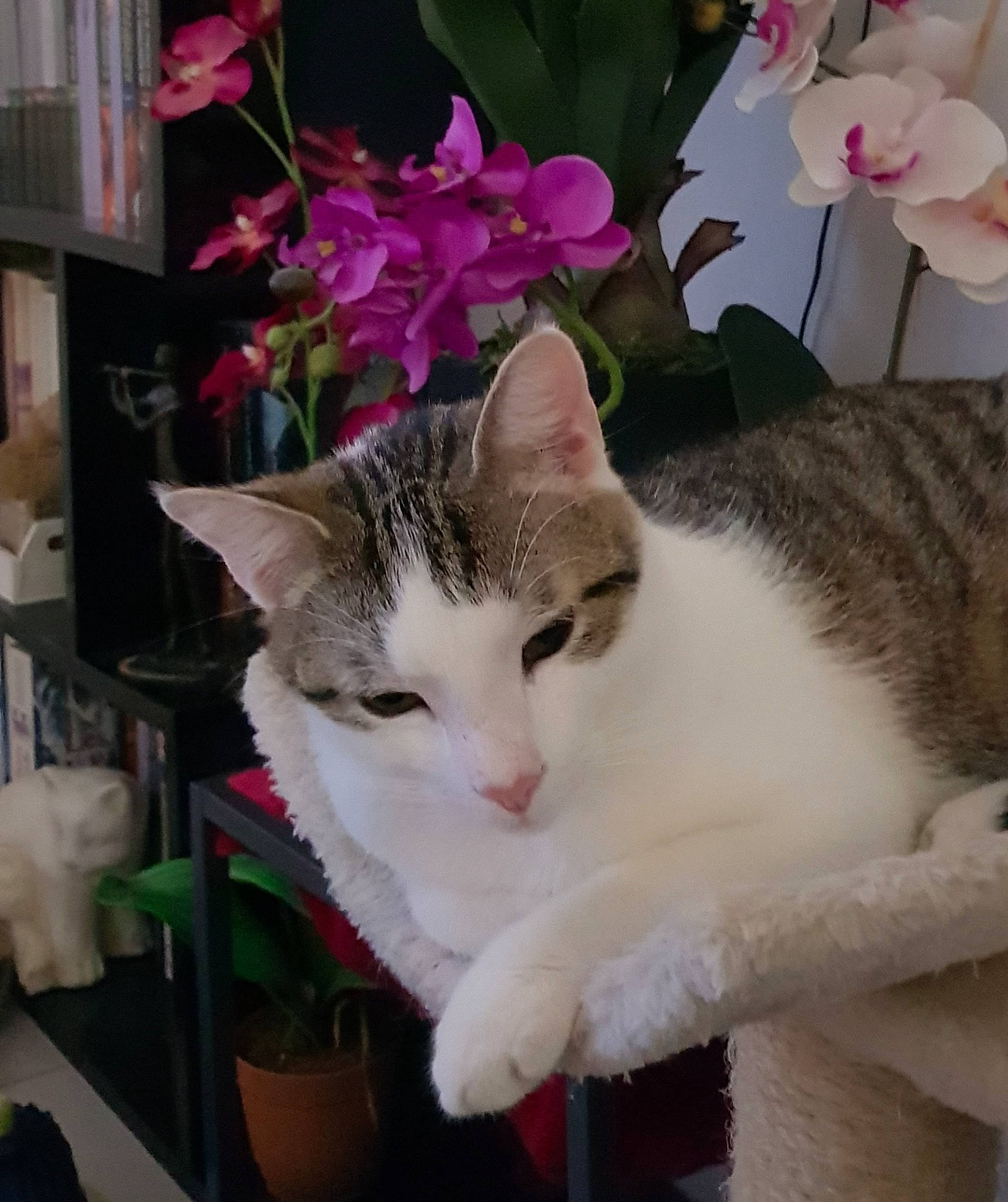 Riky a rejoint le concours — aidez-le/la à gagner de superbes lots ! blossom, box, carnivore, cat, domestic_short_haired_cat, felidae, flower, flowering_plant, fur, groundcover, houseplant, mammal, paw, petal, plant, shelf, small_to_medium_sized_cats, tail, tree, whiskers