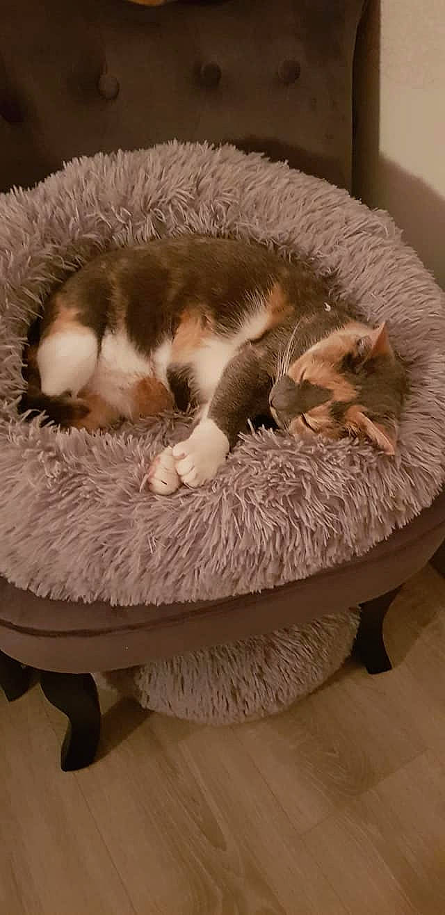 Cracotte a rejoint le concours — aidez-le/la à gagner de superbes lots ! carnivore, cat, cat_bed, cat_supply, comfort, companion_dog, domestic_short_haired_cat, felidae, flooring, fur, furniture, hardwood, living_room, nap, pet_supply, room, small_to_medium_sized_cats, tail, whiskers, wood