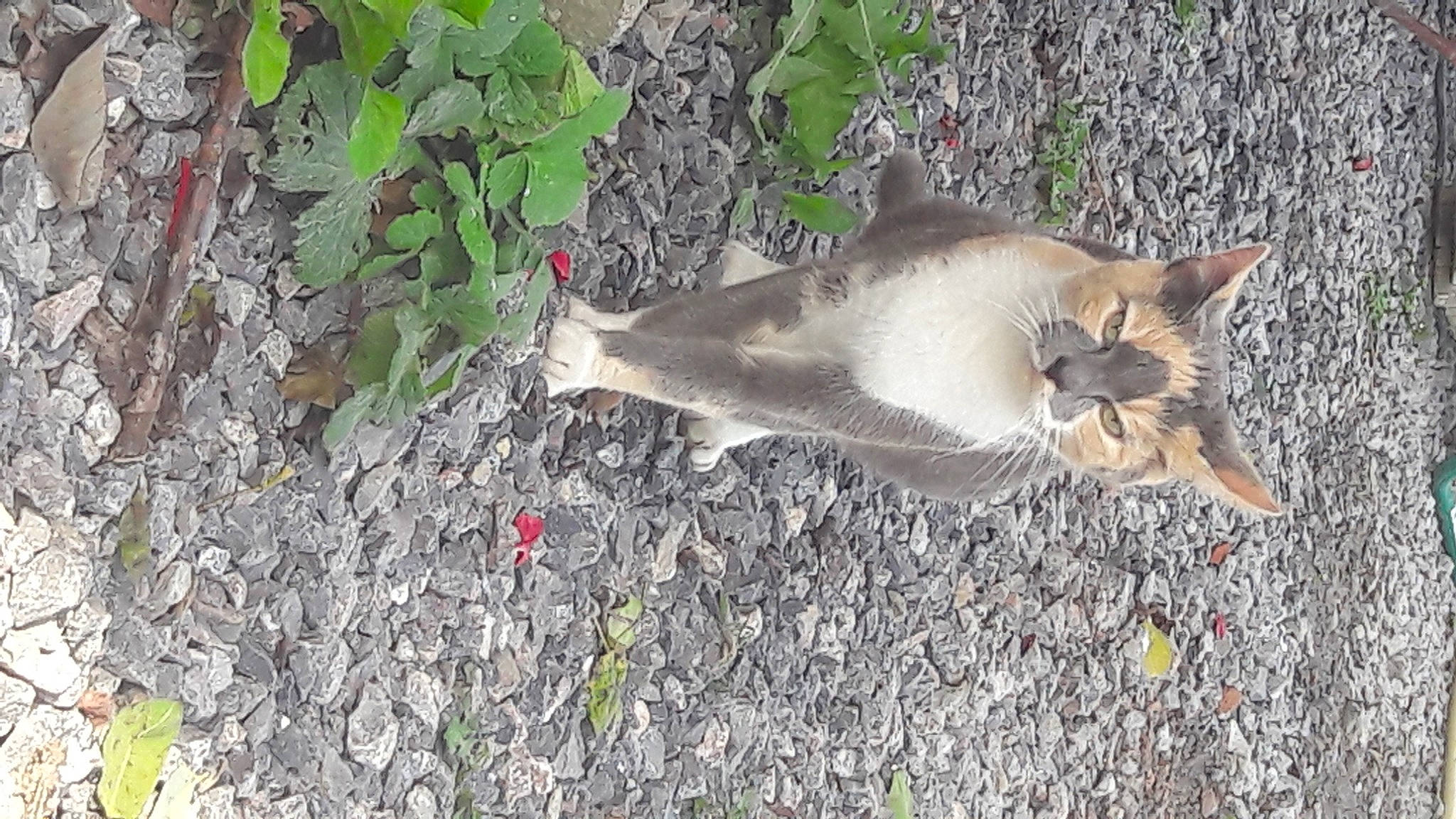 Cracotte a rejoint le concours — aidez-le/la à gagner de superbes lots ! asphalt, carnivore, cat, domestic_short_haired_cat, fawn, felidae, fur, grass, groundcover, plant, road_surface, small_to_medium_sized_cats, snout, soil, tail, terrestrial_animal, tree, trunk, whiskers, wildlife