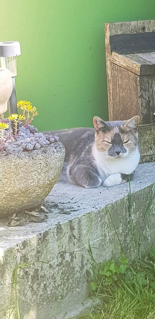 Cracotte participe au concours pour gagner de l'argent avec cette photo : carnivore, cat, domestic_short_haired_cat, felidae, flowerpot, grass, grey, houseplant, light, mammal, plant, road_surface, small_to_medium_sized_cats, snout, tail, terrestrial_animal, vertebrate, whiskers, window, wood