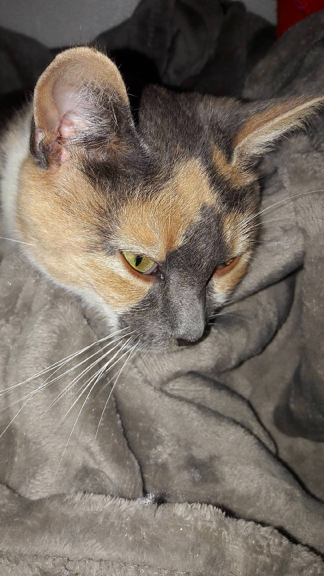 Cracotte participe au concours pour gagner de l'argent avec cette photo : art, carnivore, cat, domestic_short_haired_cat, drawing, fawn, felidae, fur, illustration, painting, paw, small_to_medium_sized_cats, snout, terrestrial_animal, visual_arts, whiskers, wildlife, window, wrinkle