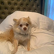 Tyson joined the competition — help win amazing prizes! dog, small_dog, chihuahua, bed, white_bedding, headboard, tufted_headboard, indoor, pet, fur, cute, animal, cozy, relaxed, looking, ears, tail, pillow, blanket, home