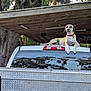 dog, pickup_truck, outdoor, wooden_carport, toolbox, tree, nature, pet, animal, canine, relaxed, alert, vehicle, back_of_truck, collar, sunlight, leafy, metal, resting, shade