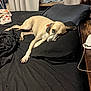 Peace joined the competition — help win amazing prizes! dog, bed, black_bedspread, pillow, blanket, wooden_nightstand, charger, indoor, pet, relaxed, lying_down, tan_dog, collar, sleepy, resting, home_interior, furniture, comfort, animal, domestic