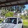 Peace is registered to the contest to win money with this photo: dog, pickup_truck, carport, outdoor, trees, grass, house, sky, clouds, reflection, vehicle, pet, canine, nature, yard, sunlight, collar, daytime, rural, wood