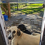 Peace joined the competition — help win amazing prizes! dog, dogs, outdoor, sunlight, grass, yard, doorway, pavement, tree, fence, blue_bucket, pet, animal, canine, shadow, collar, nature, daylight, relaxing, curious