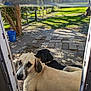 dog, dogs, outdoor, sunlight, grass, yard, doorway, pavement, tree, fence, blue_bucket, pet, animal, canine, shadow, collar, nature, daylight, relaxing, curious