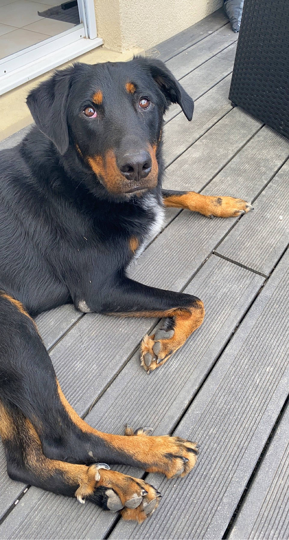 Ryze a rejoint le concours — aidez-le/la à gagner de superbes lots ! austrian_black_and_tan_hound, canidae, carnivore, collar, companion_dog, dog, dog_breed, dog_collar, flooring, fur, guard_dog, hardwood, hound, pet_supply, pinscher, rottweiler, sporting_group, wood, working_animal, working_dog