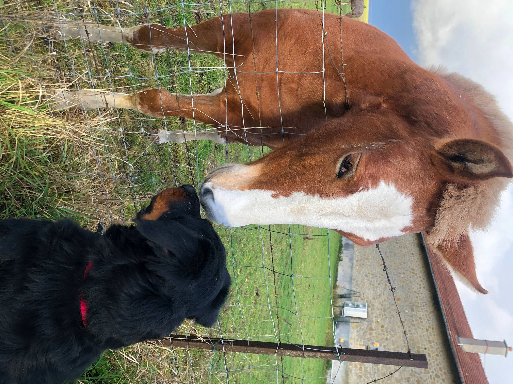 Ryze a rejoint le concours — aidez-le/la à gagner de superbes lots ! collar, companion_dog, dairy_cow, dog, dog_breed, fawn, fur, goat, grass, grazing, liver, mane, mare, pack_animal, plant, sky, snout, terrestrial_animal, whiskers, working_animal