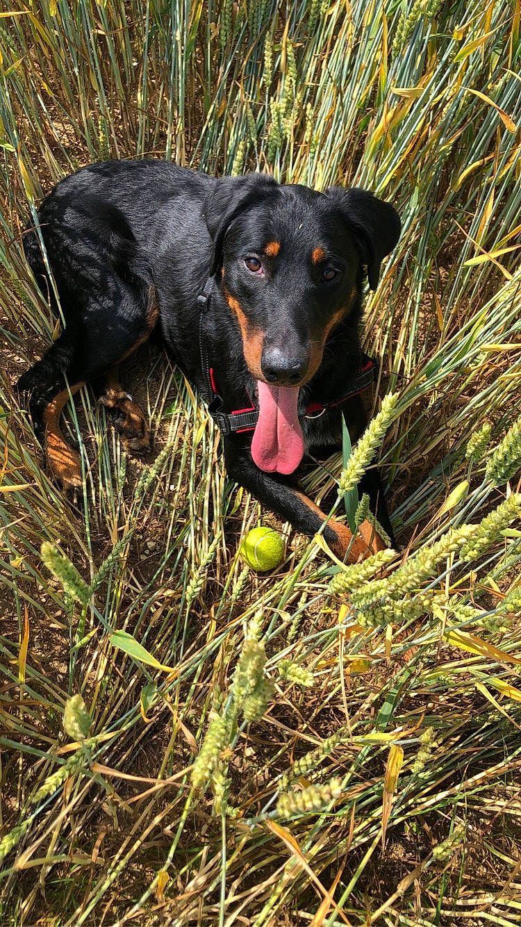 Ryze a rejoint le concours — aidez-le/la à gagner de superbes lots ! ball, borador, canidae, carnivore, dog, dog_breed, grass, grassland, guard_dog, gun_dog, hierochloe, hunting_dog, pasture, plant, retriever, soil, sporting_group, terrestrial_animal, working_animal, working_dog