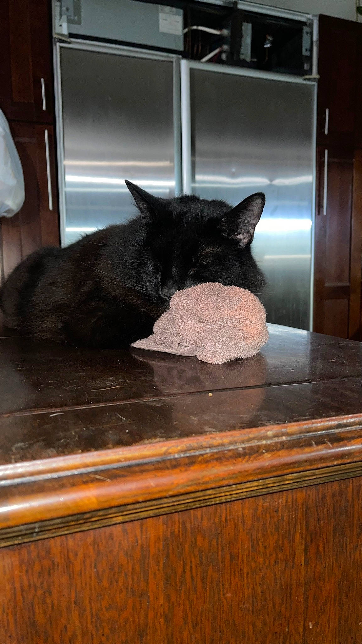 Bullet is registered to the contest to win money with this photo: black_cat, bombay, carnivore, cat, cat_supply, comfort, domestic_short_haired_cat, felidae, floor, flooring, fur, hardwood, room, small_to_medium_sized_cats, snout, tail, whiskers, window, wood, wood_stain