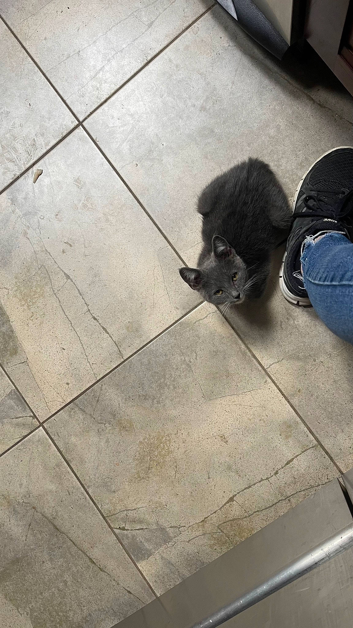 Bullet joined the competition — help win amazing prizes! asphalt, automotive_tire, carnivore, dog_breed, felidae, floor, flooring, foot, fur, grey, human_leg, metal, road_surface, sidewalk, small_to_medium_sized_cats, snout, tail, tints_and_shades, whiskers, wood