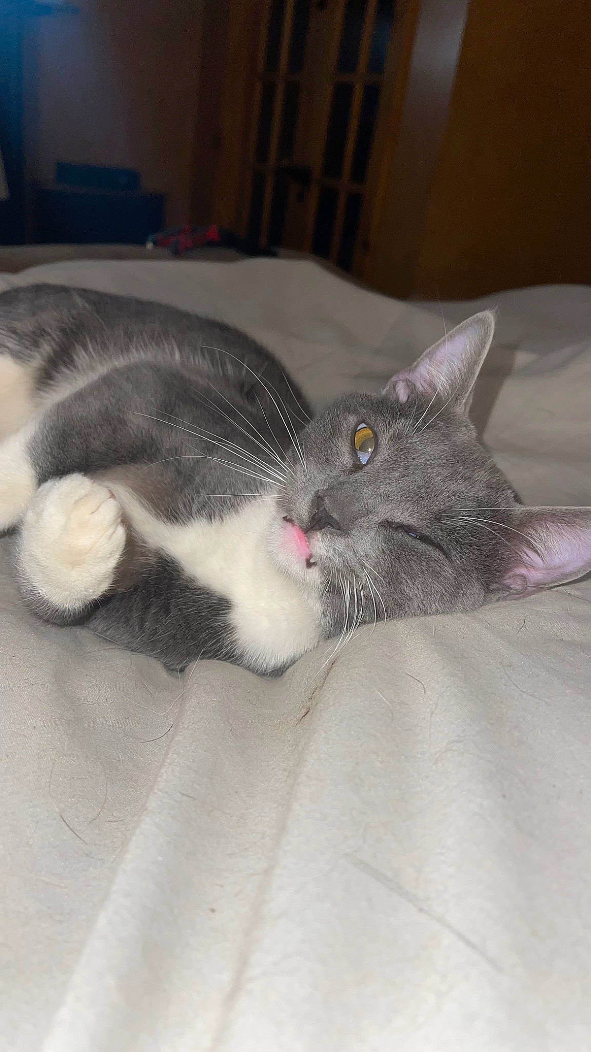Bullet is registered to the contest to win money with this photo: carnivore, cat, cat_bed, claw, comfort, domestic_short_haired_cat, ear, eye, felidae, fur, grey, nap, paw, sleep, small_to_medium_sized_cats, snout, tail, whiskers