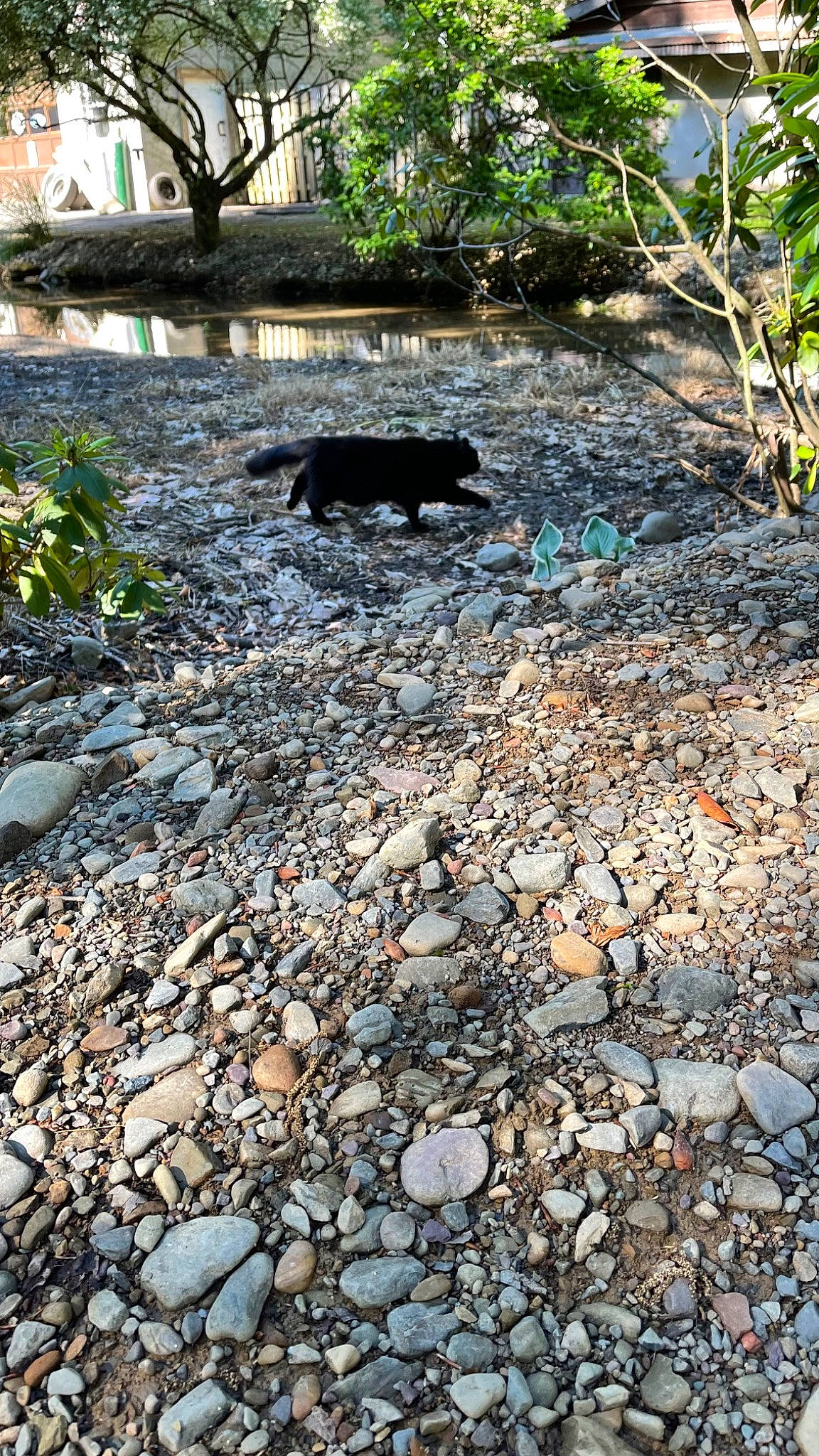 Sniper is registered to the contest to win money with this photo: asphalt, automotive_tire, bedrock, carnivore, cobblestone, deciduous, flooring, grass, landscape, plant, road, road_surface, rock, shade, sidewalk, soil, tints_and_shades, tree, walkway, wood