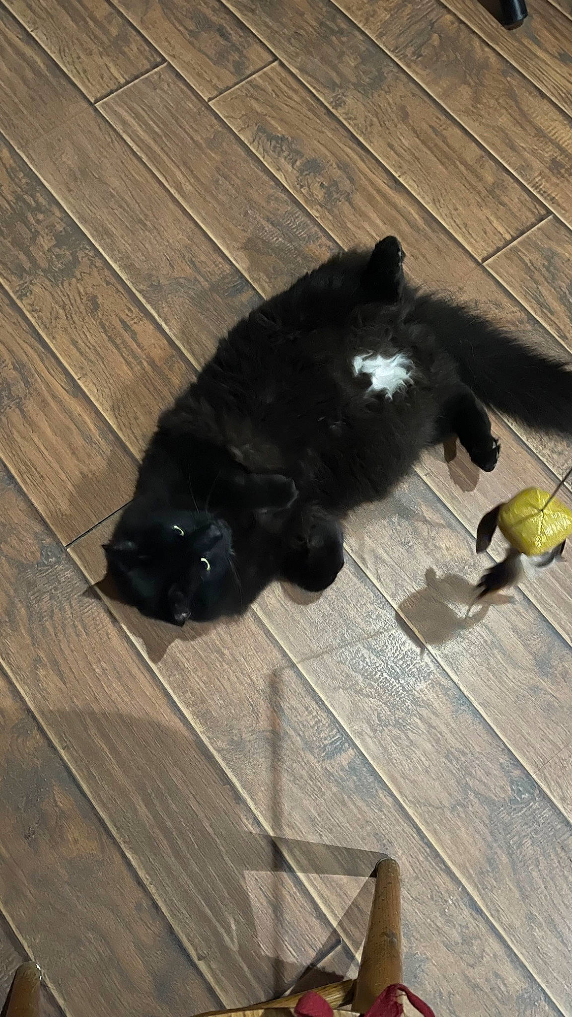 Sniper joined the competition — help win amazing prizes! canidae, carnivore, cat, companion_dog, dog_breed, felidae, floor, flooring, hardwood, laminate_flooring, plank, small_to_medium_sized_cats, tail, terrestrial_animal, tints_and_shades, varnish, whiskers, wood, wood_flooring, wood_stain