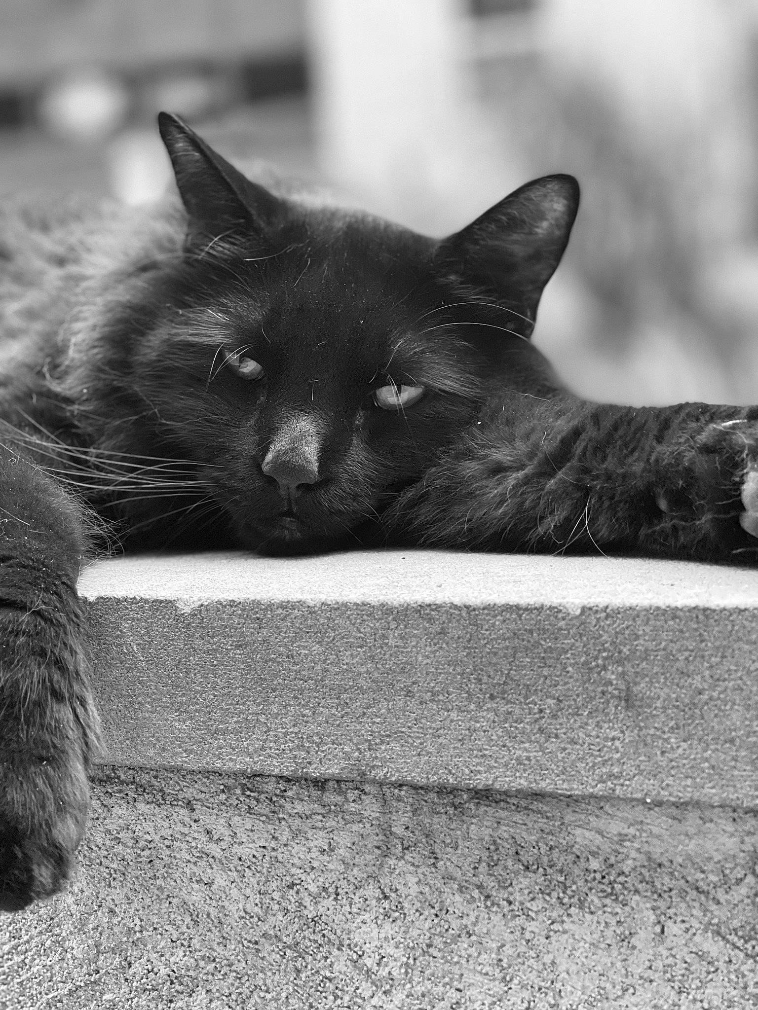 Sniper joined the competition — help win amazing prizes! black_and_white, black_cat, bombay, carnivore, cat, claw, comfort, domestic_short_haired_cat, felidae, fur, grey, monochrome, monochrome_photography, paw, road_surface, small_to_medium_sized_cats, snout, tail, tree, whiskers