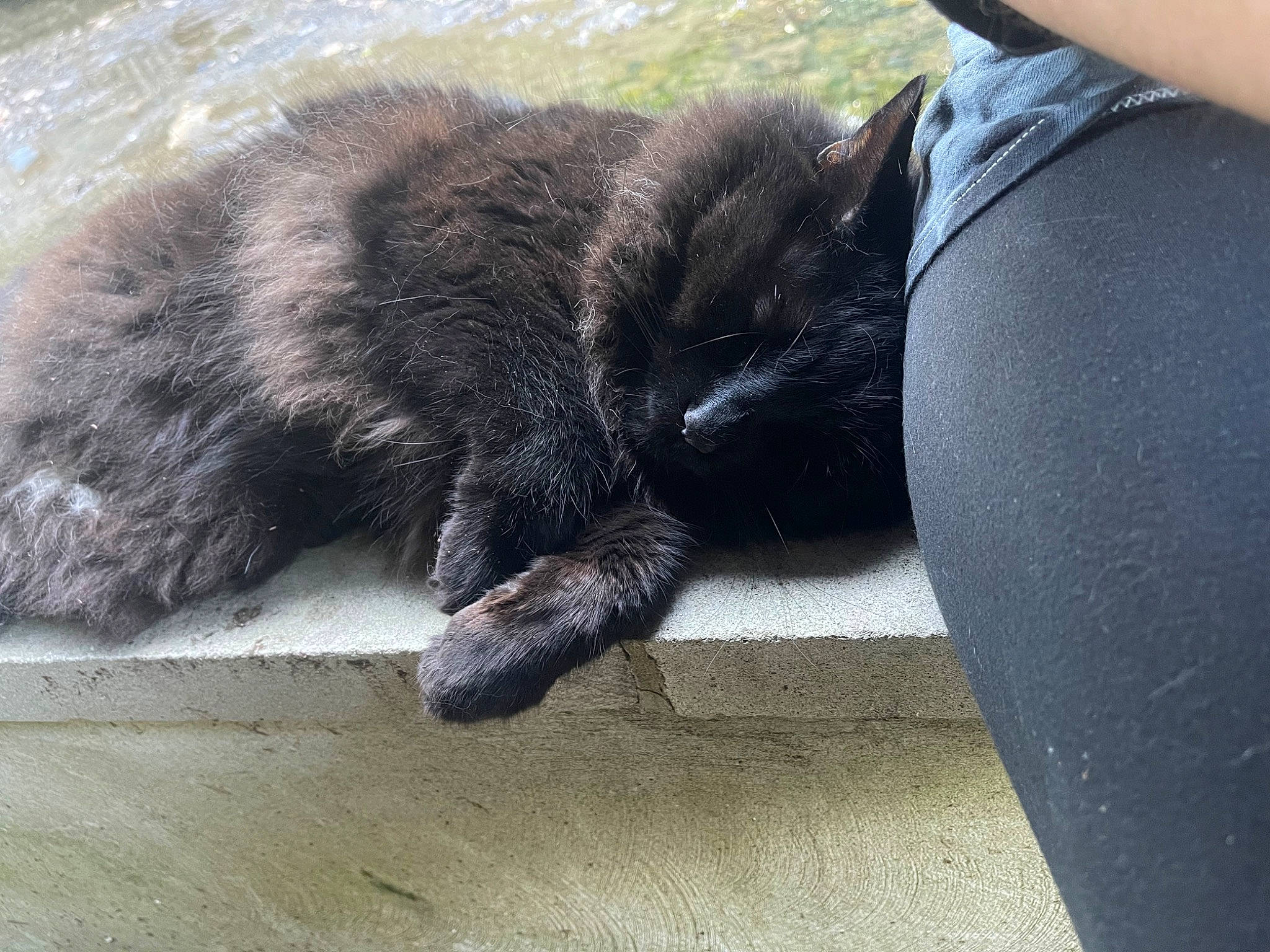 Sniper is registered to the contest to win money with this photo: black_cat, canidae, carnivore, cat, claw, comfort, dog_breed, domestic_short_haired_cat, felidae, foot, fur, grey, human_leg, leg, small_to_medium_sized_cats, snout, sporting_group, tail, terrestrial_animal, whiskers