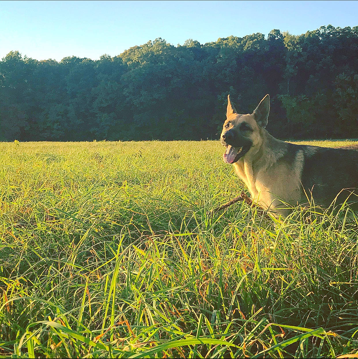 Riley is registered to the contest to win money with this photo: australian_cattle_dog, carnivore, companion_dog, dog, dog_breed, fawn, grass, grassland, happy, landscape, meadow, morning, natural_landscape, people_in_nature, plant, prairie, sky, sporting_group, terrestrial_animal, tree