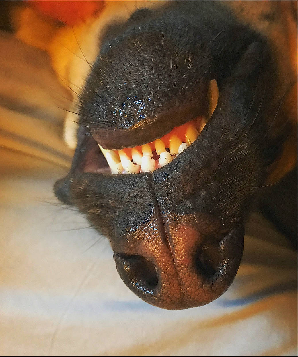 Riley joined the competition — help win amazing prizes! canidae, carnivore, close_up, dog, dog_breed, ear, eye, eyelash, fang, fur, jaw, liver, macro_photography, paw, snout, sporting_group, terrestrial_animal, whiskers, wildlife, working_animal