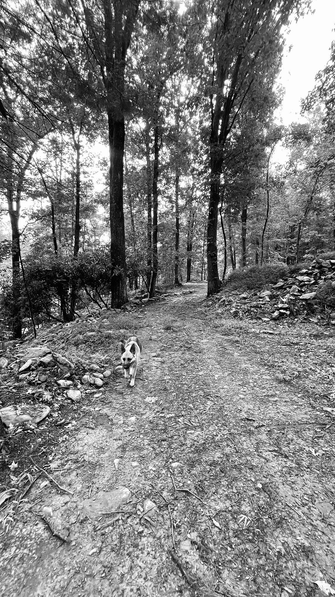 Riley joined the competition — help win amazing prizes! black_and_white, carnivore, deciduous, dog, forest, grass, landscape, monochrome, monochrome_photography, natural_landscape, plant, soil, sunlight, temperate_broadleaf_and_mixed_forest, tints_and_shades, trail, tree, trunk, wood, woodland