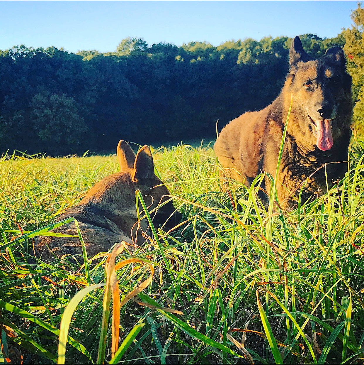 Riley joined the competition — help win amazing prizes! big_cats, carnivore, ecoregion, fawn, felidae, grass, grass_family, grassland, happy, landscape, lion, meadow, natural_landscape, people_in_nature, plant, sky, snout, terrestrial_animal, tree, whiskers