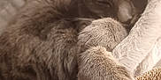 Saphira a rejoint le concours — aidez-le/la à gagner de superbes lots ! animal, cat, closeup, comfort, cozy, cute, domestic, feline, fur, gray_fur, indoor, paws, peaceful, pet, plush_bed, relaxation, resting, sleeping, soft_texture, warm