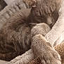 animal, cat, closeup, comfort, cozy, cute, domestic, feline, fur, gray_fur, indoor, paws, peaceful, pet, plush_bed, relaxation, resting, sleeping, soft_texture, warm