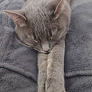 Saphira participe au concours pour gagner de l'argent avec cette photo : animal, blanket, cat, close_up, cozy, cute, domestic_cat, ears, feline, fur, grey_cat, indoor, paws, pet, quiet, relaxation, resting, sleeping, soft_texture, whiskers