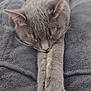 animal, blanket, cat, close_up, cozy, cute, domestic_cat, ears, feline, fur, grey_cat, indoor, paws, pet, quiet, relaxation, resting, sleeping, soft_texture, whiskers