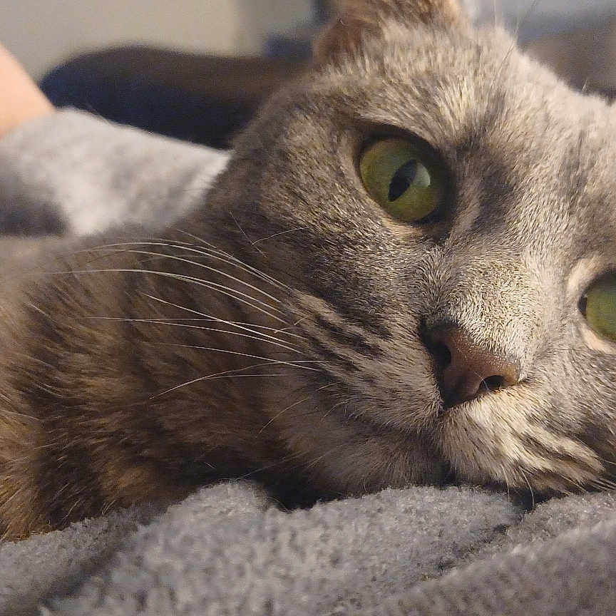 Saphira a rejoint le concours — aidez-le/la à gagner de superbes lots ! blanket, cat, close_up, companion, cozy, cute, domestic_animal, feline, fur, gray_tabby, green_eyes, human_arm, indoor, pet, portrait, relaxed, resting, soft_texture, warm, whiskers