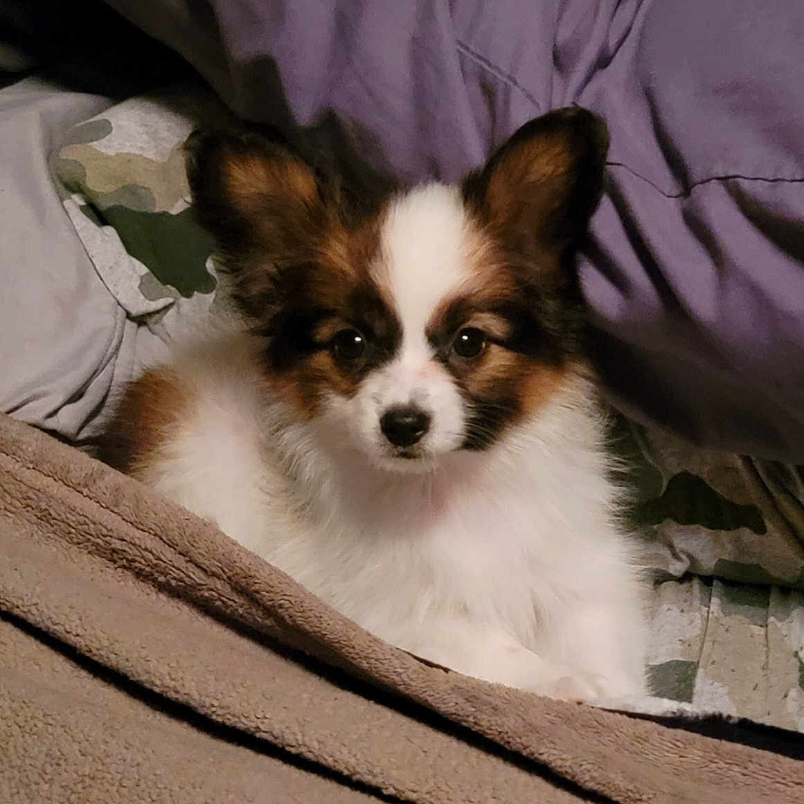 Pixi is registered to the contest to win money with this photo: animal, bed, blanket, companion, cozy, cute, dog, ears, face, fluffy, fur, indoors, looking, papillon, pet, puppy, resting, small, snuggled, young