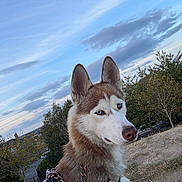 Bella joined the competition — help win amazing prizes! dog, husky, blue_eyes, outdoor, sky, clouds, trees, harness, leash, chain, animal, pet, nature, fur, canine, portrait, side_view, calm, park, walking