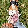 Bella joined the competition — help win amazing prizes! dog, husky, toy, plush_toy, pink, grass, outdoor, hand, tattoo, leash, play, tug_of_war, pet, animal, canine, fur, ears, nose, white, brown