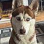 Bella is registered to the contest to win money with this photo: dog, husky, blue_eyes, indoor, pet, close_up, fur, animal, canine, face, ears, nose, carpet, fireplace, wood_floor, home, portrait, looking, alert, domestic