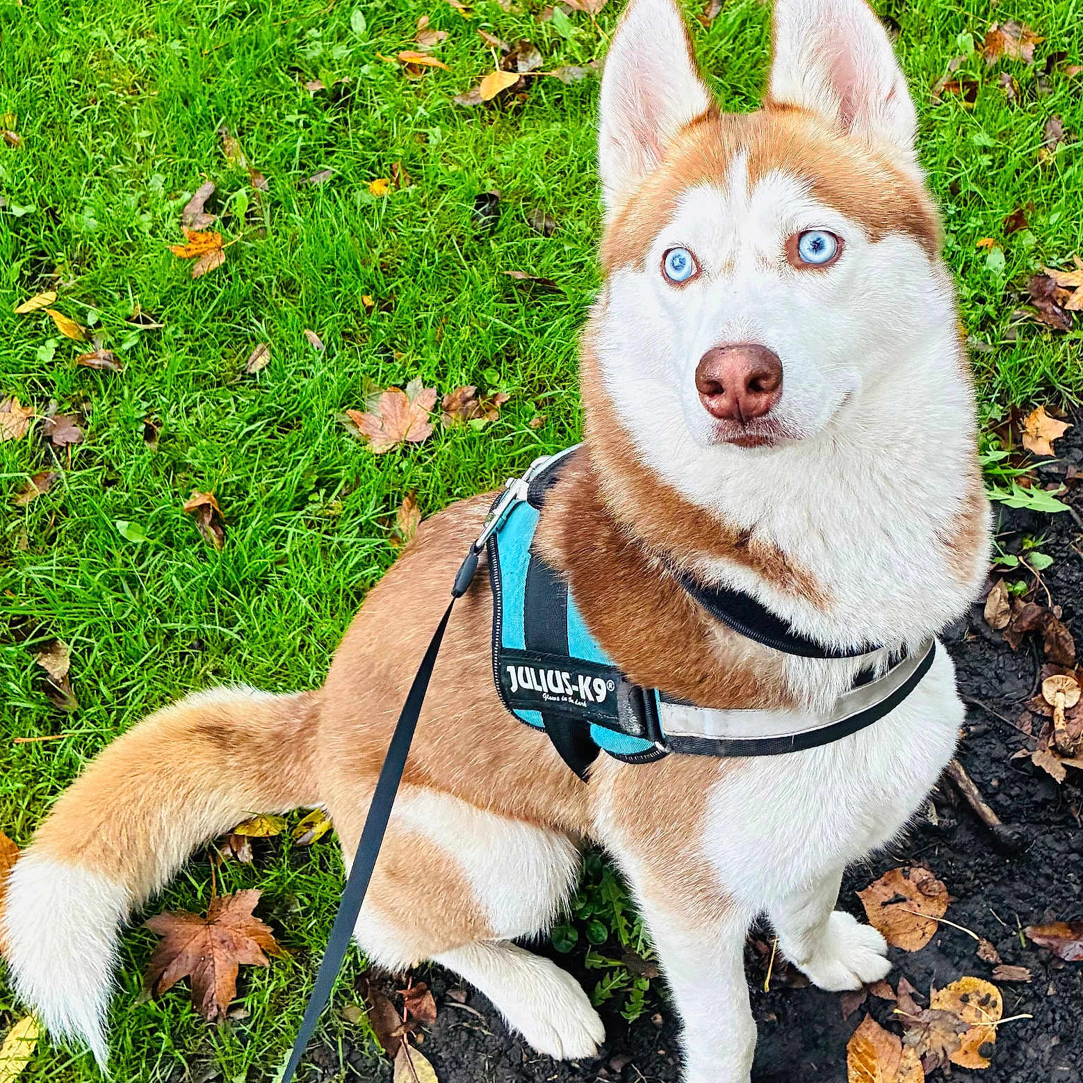 Bella