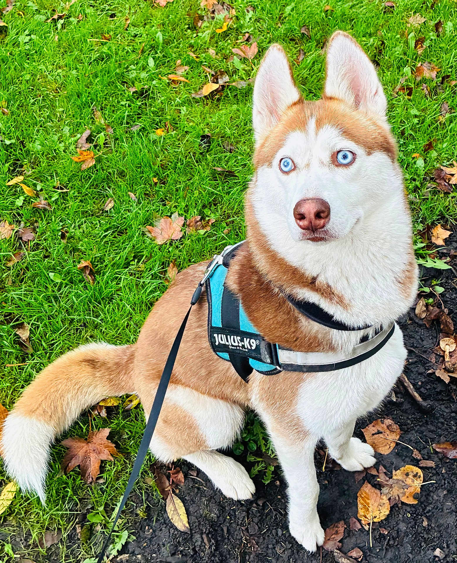 Bella