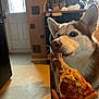 dog, husky, pizza, pepperoni, cheese, bite, kitchen, indoor, hand, food, pet, canine, fur, animal, guilty_look, snack, floor, door, appliance, human_hand