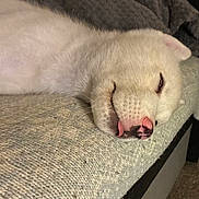Hachiko is registered to the contest to win money with this photo: dog, white_dog, sleeping, tongue_out, couch, indoor, pet, cozy, resting, fur, close_up, animal, cute, paw_not_visible, relaxed, face, nose, ears, home, texture
