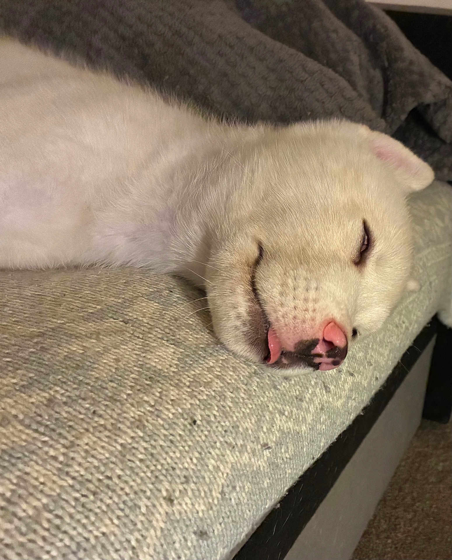 Hachiko is registered to the contest to win money with this photo: dog, white_dog, sleeping, tongue_out, couch, indoor, pet, cozy, resting, fur, close_up, animal, cute, paw_not_visible, relaxed, face, nose, ears, home, texture