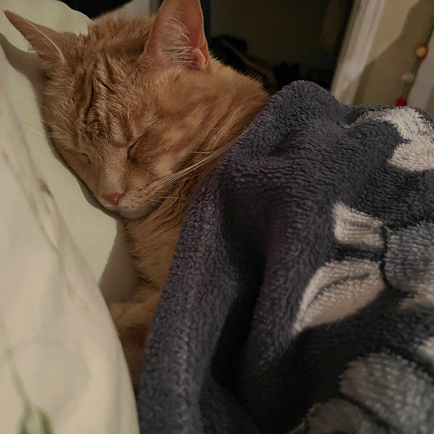 Monsieur Cheese joined the competition — help win amazing prizes! abyssinian, animal, bed, blanket, cat, couch, furniture, homedecor, kitten, laundry, linen, manx, person, pet, quilt, sleeping, towel