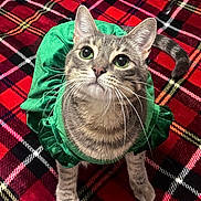 Púa joined the competition — help win amazing prizes! cat, tabby_cat, pet, feline, whiskers, big_eyes, green_dress, costume, plaid_blanket, red_blanket, looking_up, portrait, close_up, paws, tail, indoor, cozy, fabric, pattern, adorable