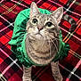 cat, tabby_cat, pet, feline, whiskers, big_eyes, green_dress, costume, plaid_blanket, red_blanket, looking_up, portrait, close_up, paws, tail, indoor, cozy, fabric, pattern, adorable