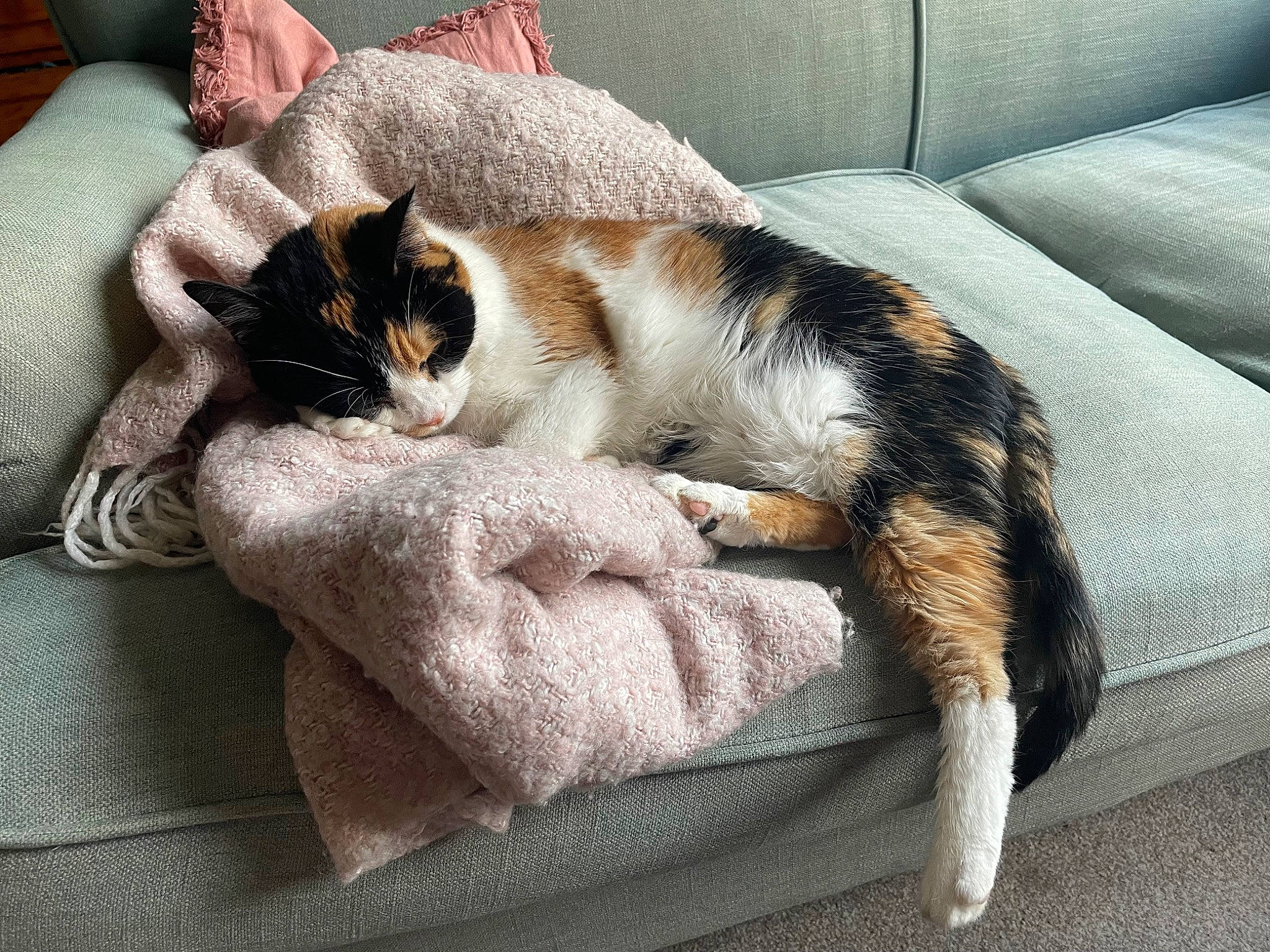 Elsa joined the competition — help win amazing prizes! canidae, carnivore, cat, cat_supply, claw, comfort, companion_dog, couch, domestic_short_haired_cat, fawn, felidae, fur, human_leg, linens, nap, paw, small_to_medium_sized_cats, snout, tail, whiskers