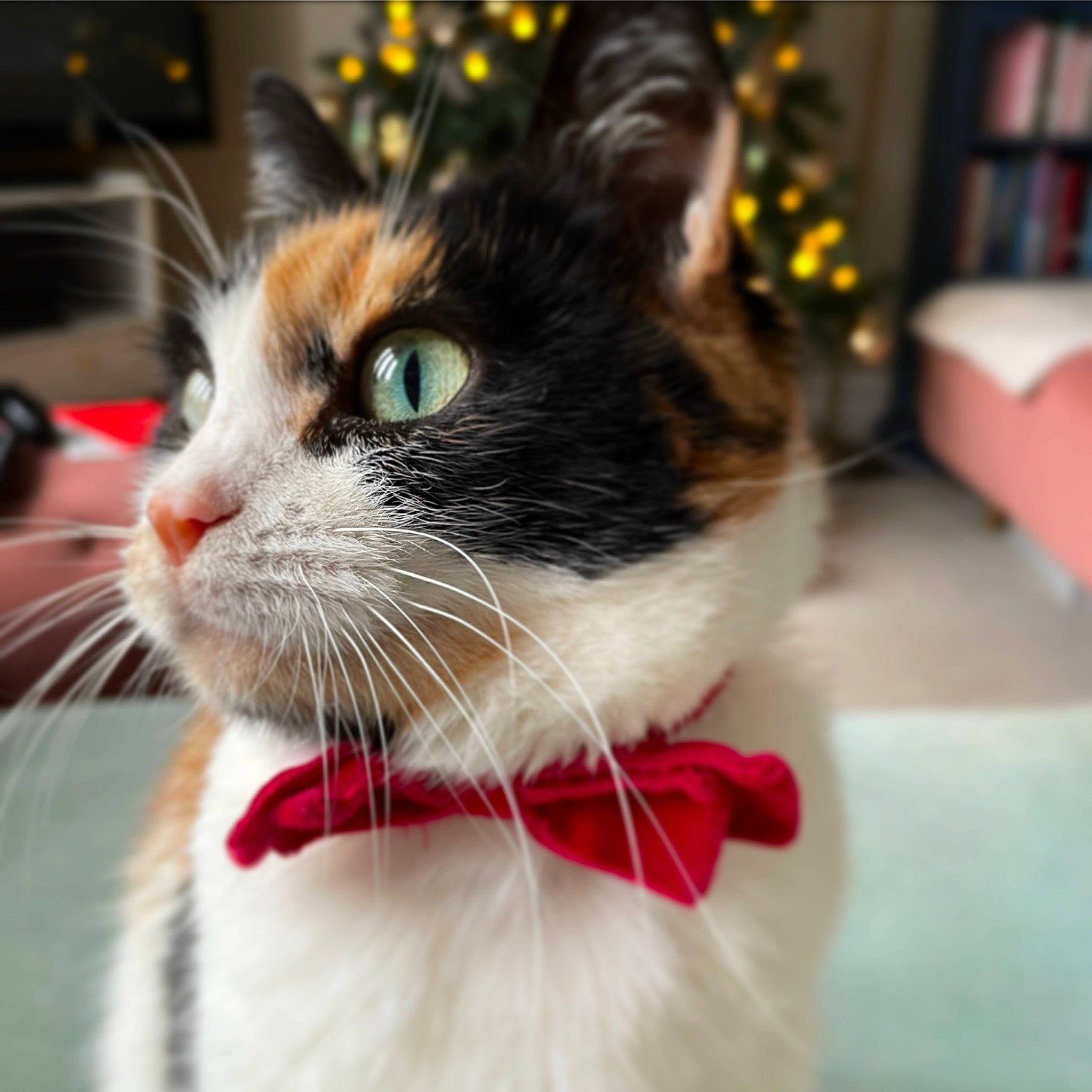 Elsa is registered to the contest to win money with this photo: carnivore, cat, collar, domestic_short_haired_cat, event, felidae, fur, pet_supply, small_to_medium_sized_cats, tail, whiskers
