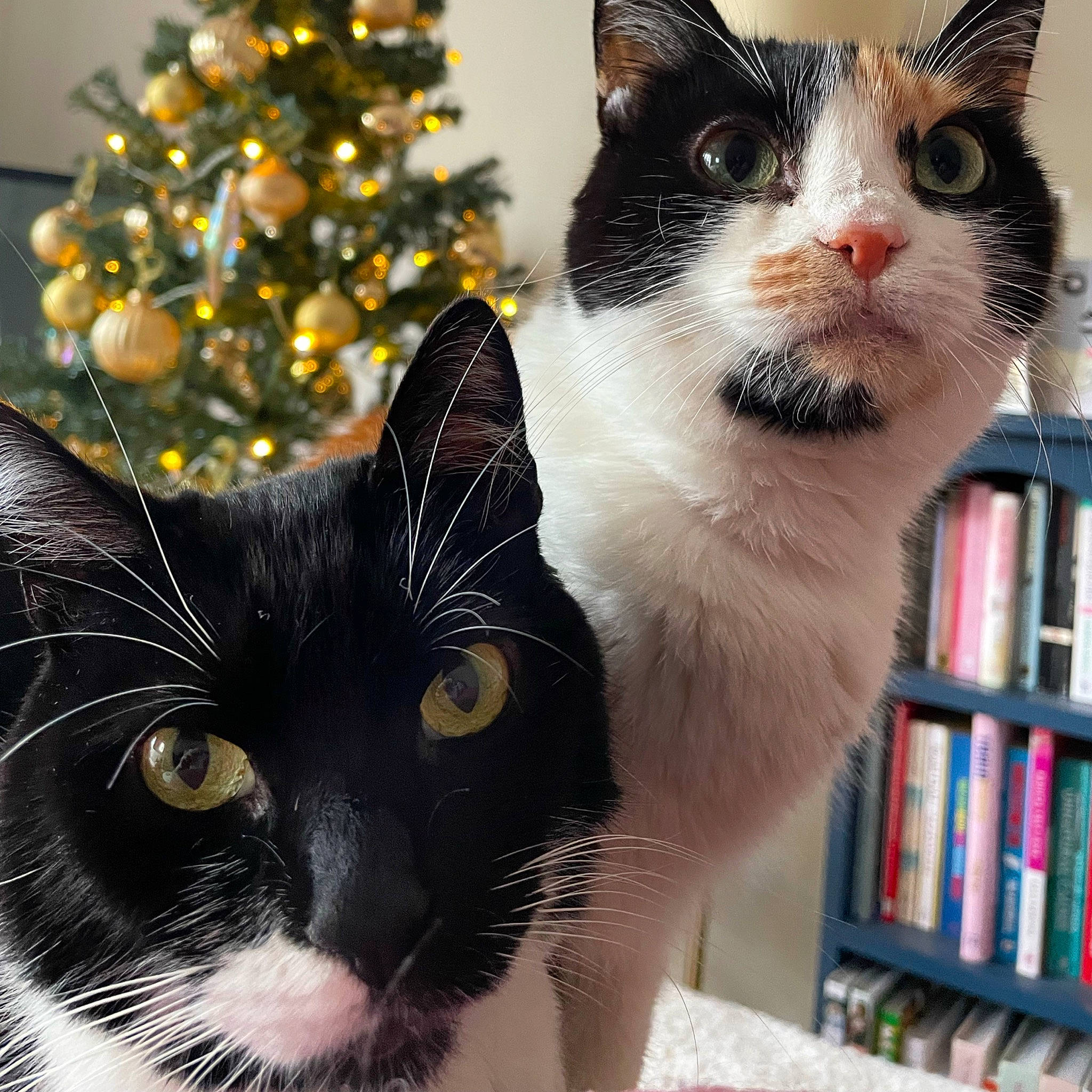 Angus is registered to the contest to win money with this photo: bookcase, carnivore, cat, christmas_decoration, christmas_ornament, christmas_tree, felidae, fur, holiday_ornament, mammal, publication, shelf, shelving, small_to_medium_sized_cats, snapshot, snout, tail, vertebrate, whiskers, window