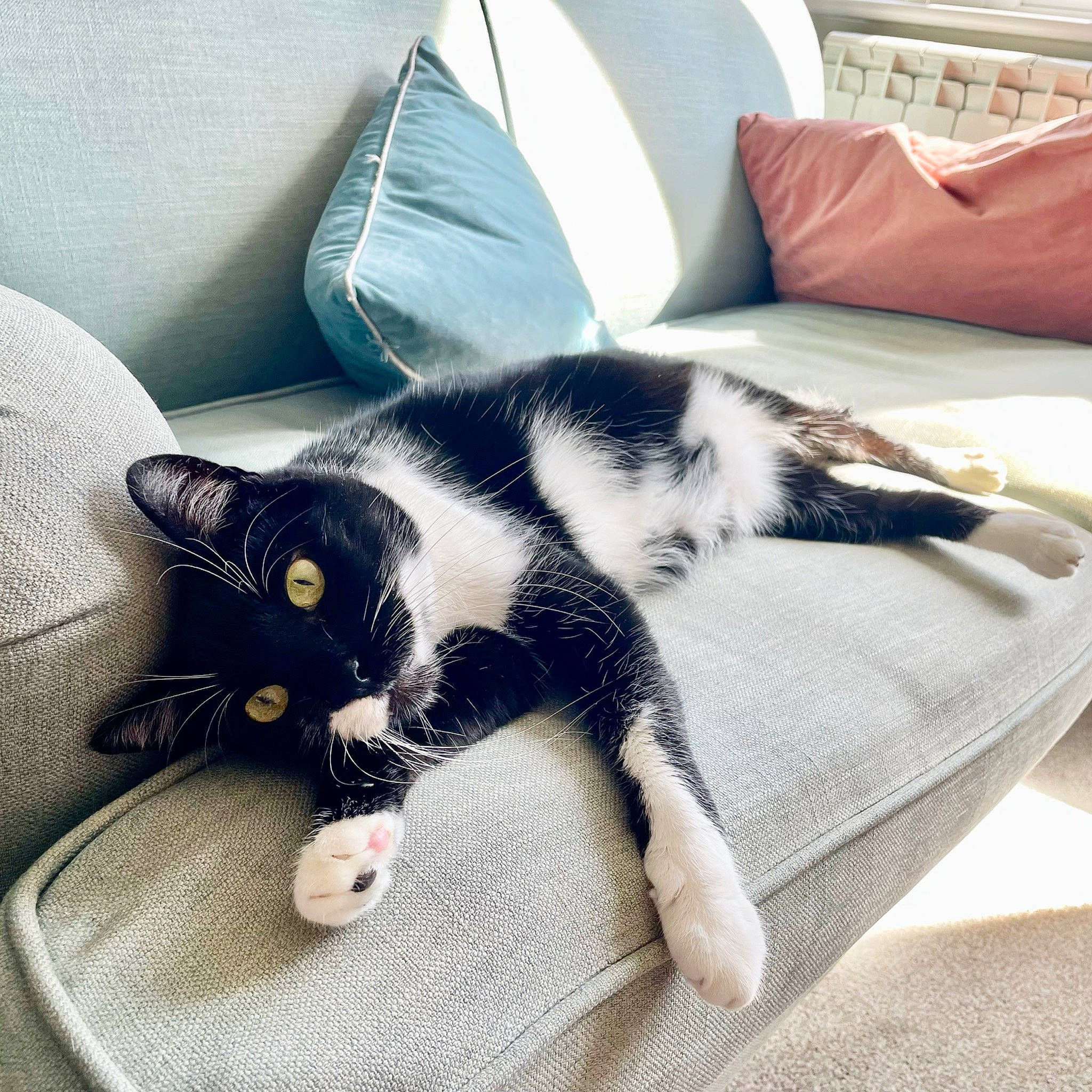 Angus is registered to the contest to win money with this photo: black_cat, carnivore, cat, comfort, couch, domestic_short_haired_cat, felidae, flooring, fur, grey, interior_design, linens, living_room, pillow, room, small_to_medium_sized_cats, tail, textile, whiskers, white
