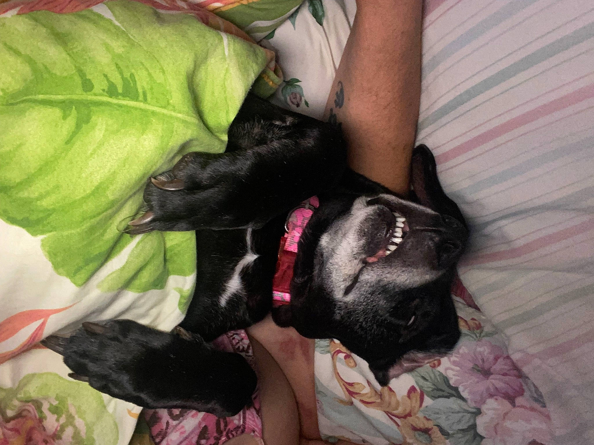 Kona is registered to the contest to win money with this photo: canidae, carnivore, comfort, companion_dog, dog, dog_breed, fawn, fur, non_sporting_group, plant, snout, sporting_group, tail, tree, working_animal