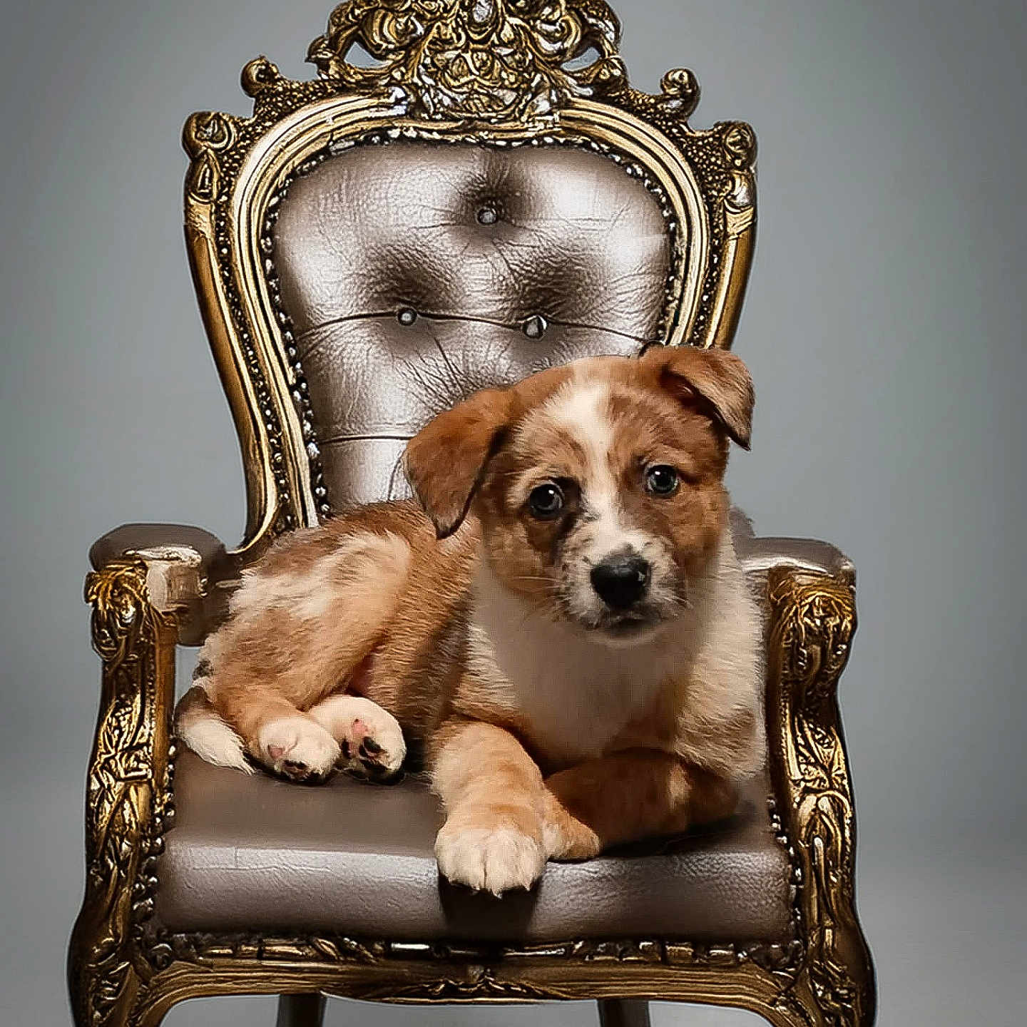 Aria participe au concours pour gagner de l'argent avec cette photo : animal, armchair, bronze, canine, chair, cockerspaniel, dog, furniture, hound, husky, indoors, interiordesign, labradorretriever, pet, puppy, terrier, throne